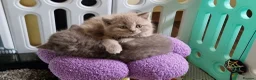 British Shorthair cats for sale: Amazing British Shorhair kittens for sale!!! - Advert 9