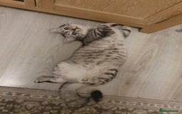 Mixed Breed cats for sale: Mixed Persian cat  - Image 2