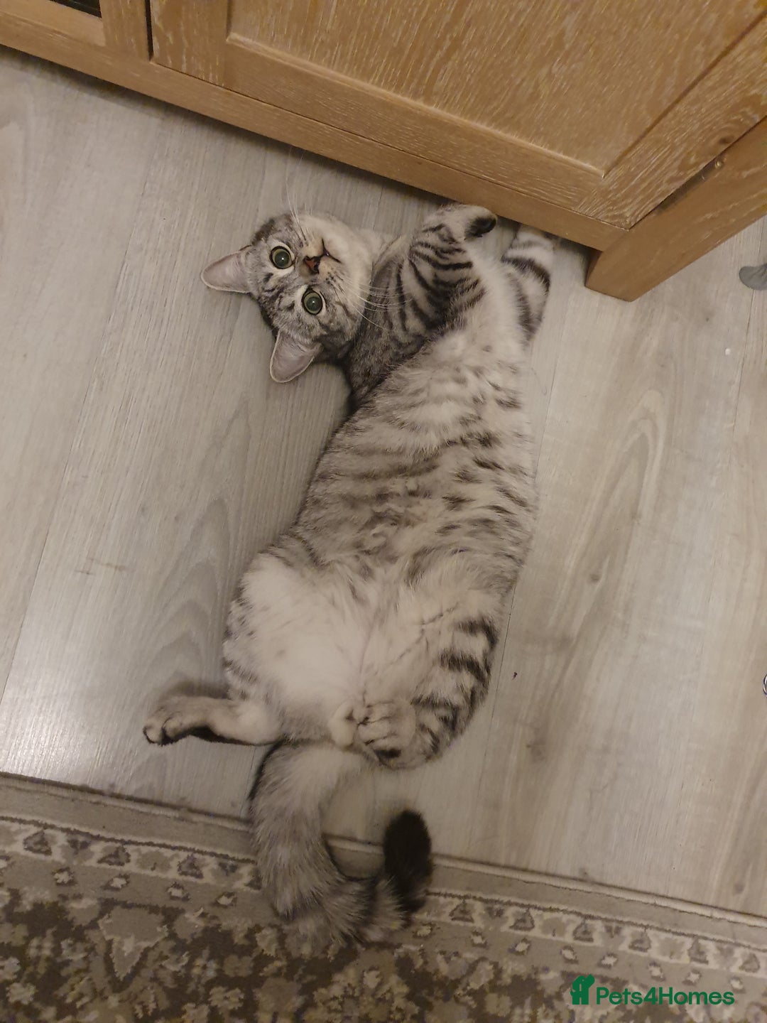 Mixed Breed cats for sale: Mixed Persian cat  - Image 2