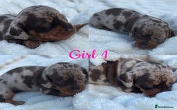 Miniature Dachshund dogs for sale: KC Miniature Dachshunds  - Image 2