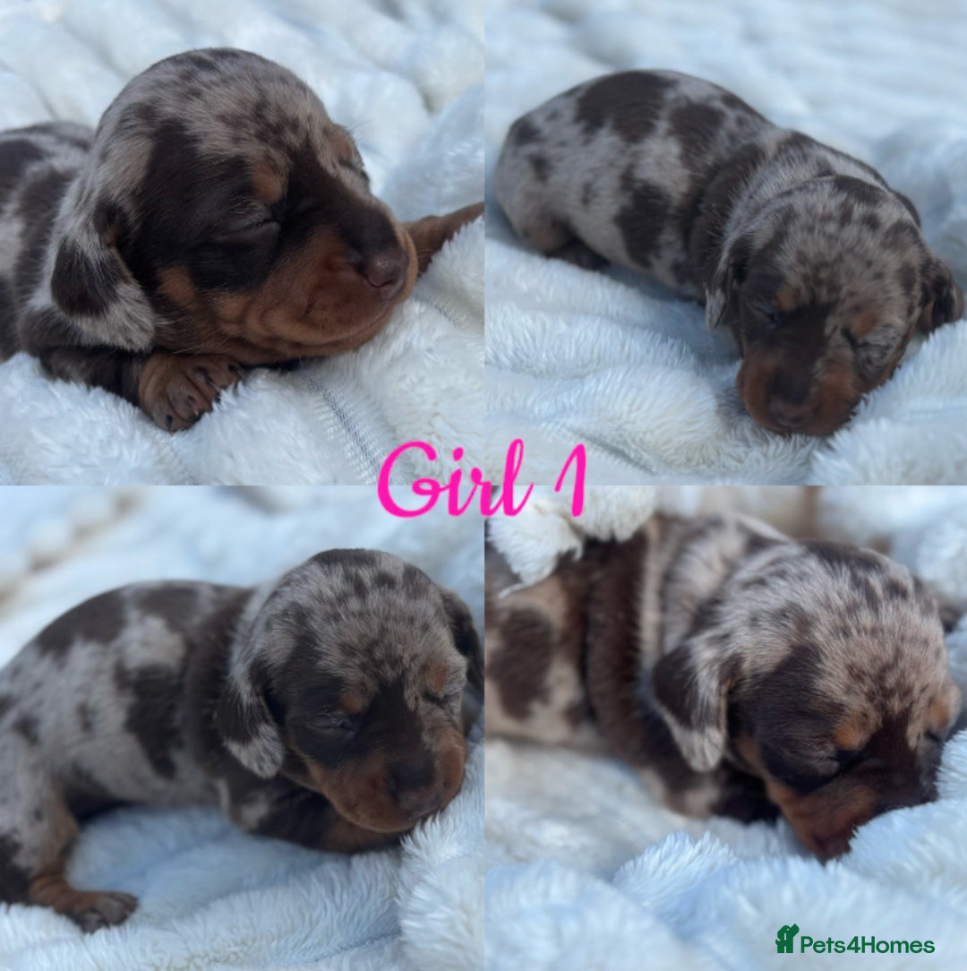 Miniature Dachshund dogs for sale: KC Miniature Dachshunds  - Image 2