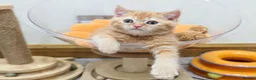 British Shorthair cats for sale: Beautiful British Shorthair & Longhair Kittens - Advert 9
