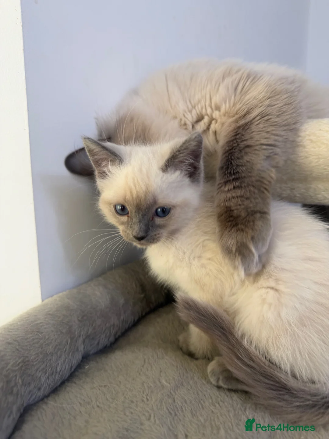 Ragdoll cats for sale: Adorable and friendly Ragdoll Kittens - Advert 35