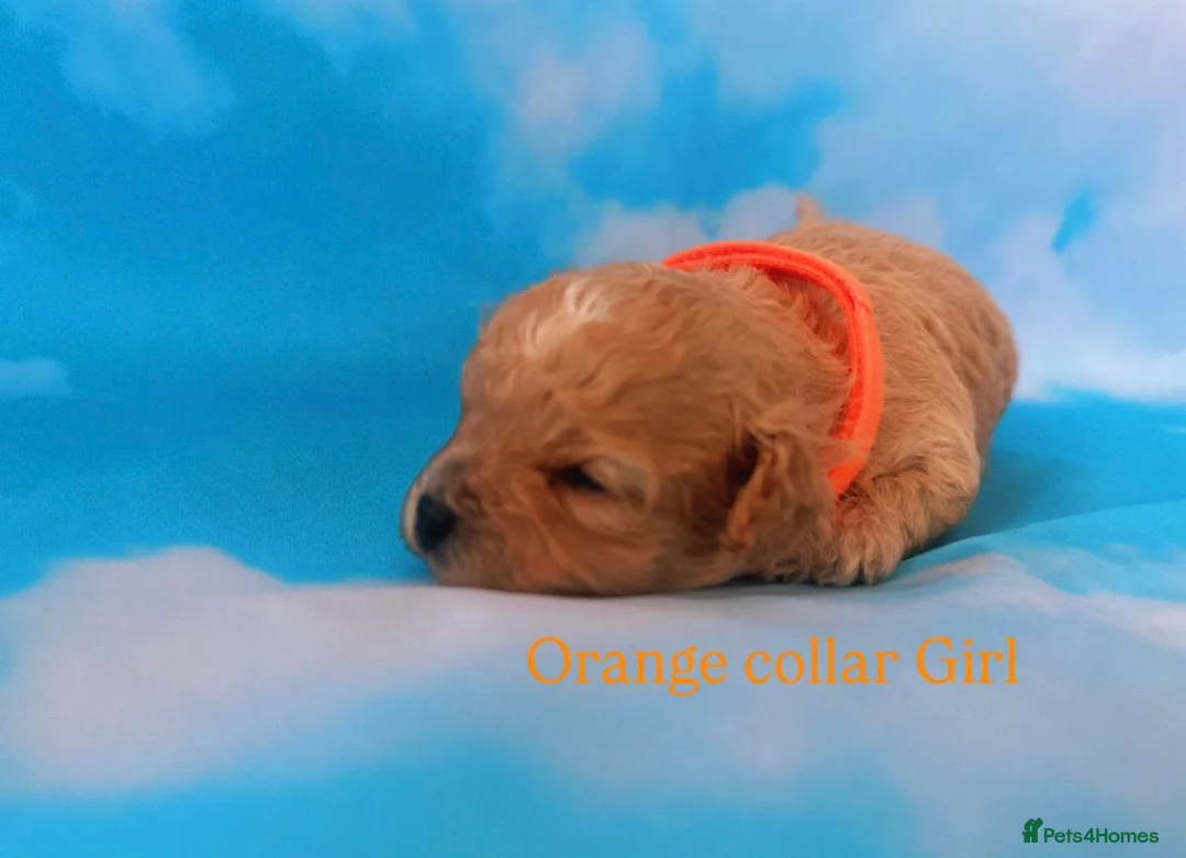 Maltipoo dogs for sale: ⭐️ Health Tested Stunning Maltipoos ⭐️ in Wolverhampton - Advert 4