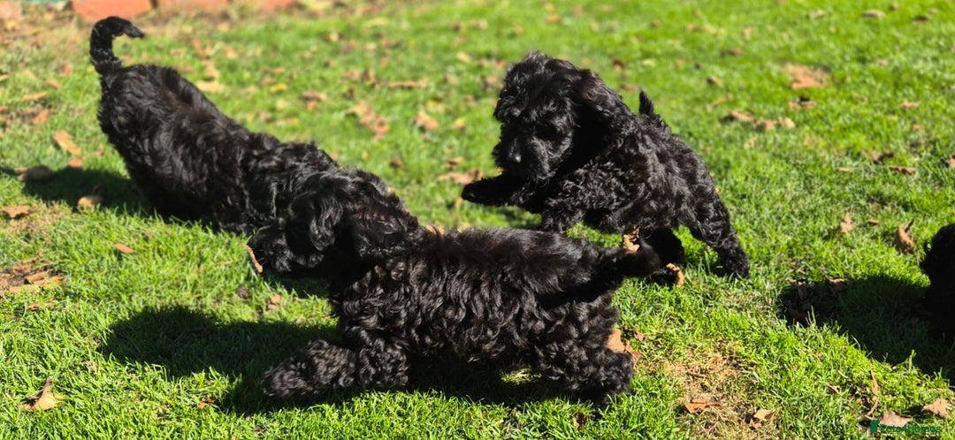 Cockapoo dogs for sale: Cockapoo pups - Image 16