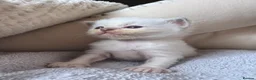 Ragdoll cats for sale: GCCF LILAC Ragdoll kittens  - Advert 14