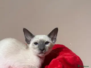 Siamese cats 2 cute Siamese girls available ready now - Advert 6