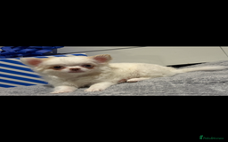 Chihuahua dogs for sale: Long hair Chihuahua boy  - Image 13