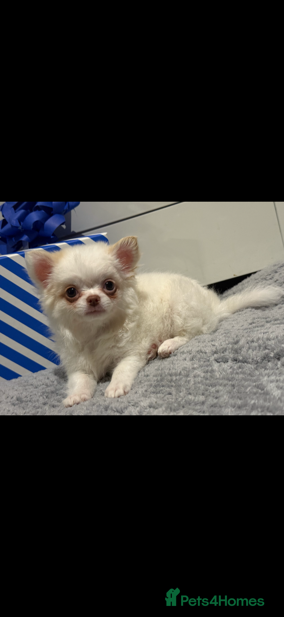 Chihuahua dogs for sale: Long hair Chihuahua boy  - Image 13