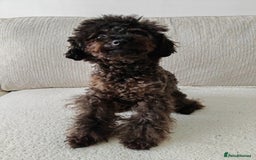 Toy Poodle dogs for sale: 16 Month Old Asian Toy Poodle - Image 12