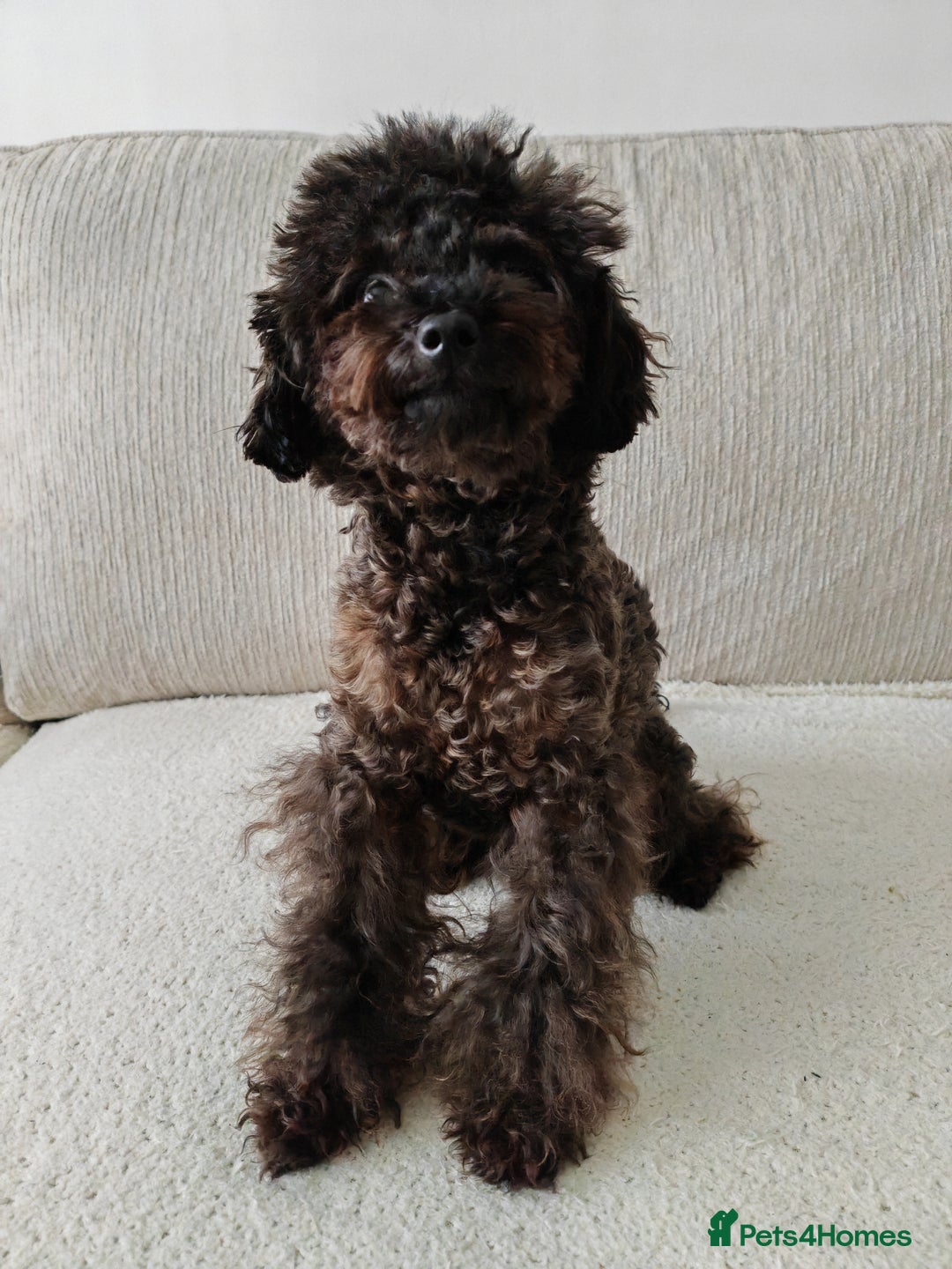 Toy Poodle dogs for sale: 16 Month Old Asian Toy Poodle - Image 12