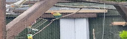 Lovebirds birds for sale: Lovebirds for sale! 🦜 - Advert 14