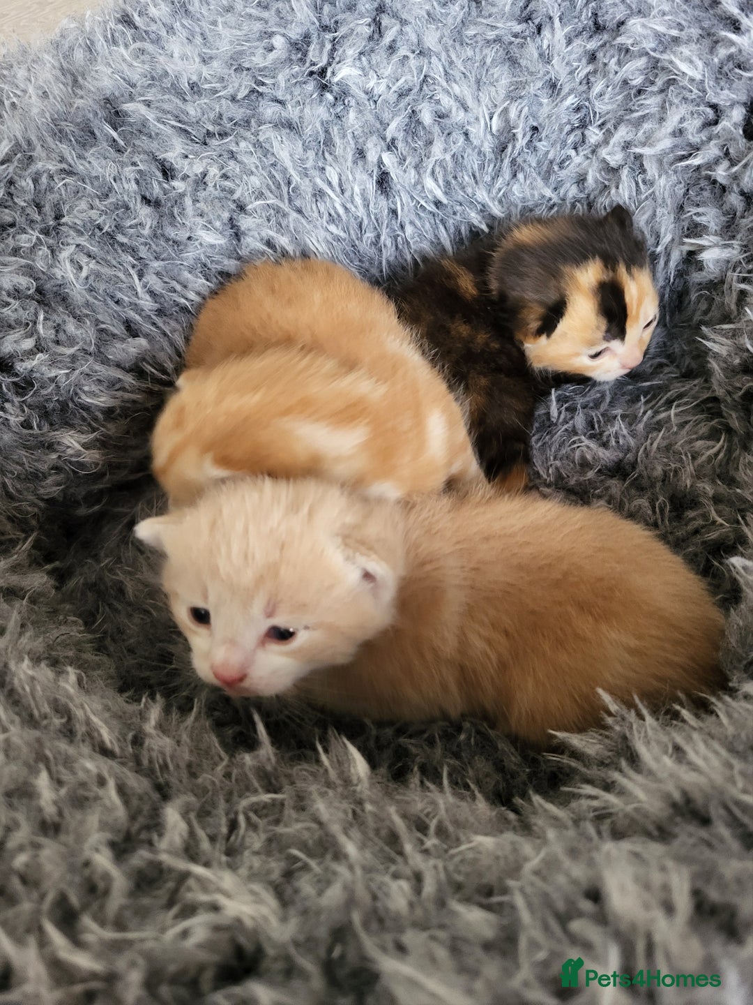 Mixed Breed cats for sale: 3 adorable kittens are looking for loving homes  - Advert 4