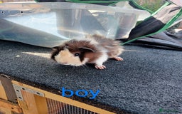 Guinea Pig rodents for sale: 6 Baby male guinea pig - Image 4