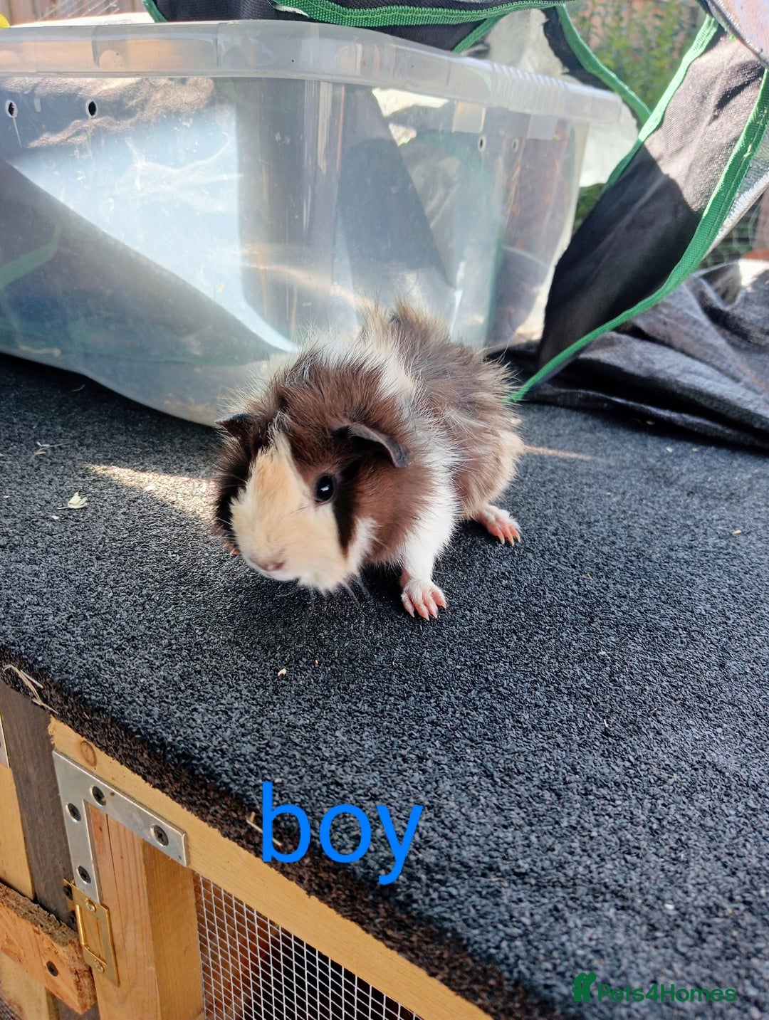 Guinea Pig rodents for sale: 6 Baby male guinea pig - Image 4