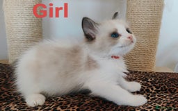 Ragdoll cats for sale: GCCF REGISTERED EUROPEAN LINE RAGDOLL KITTENS  - Image 10