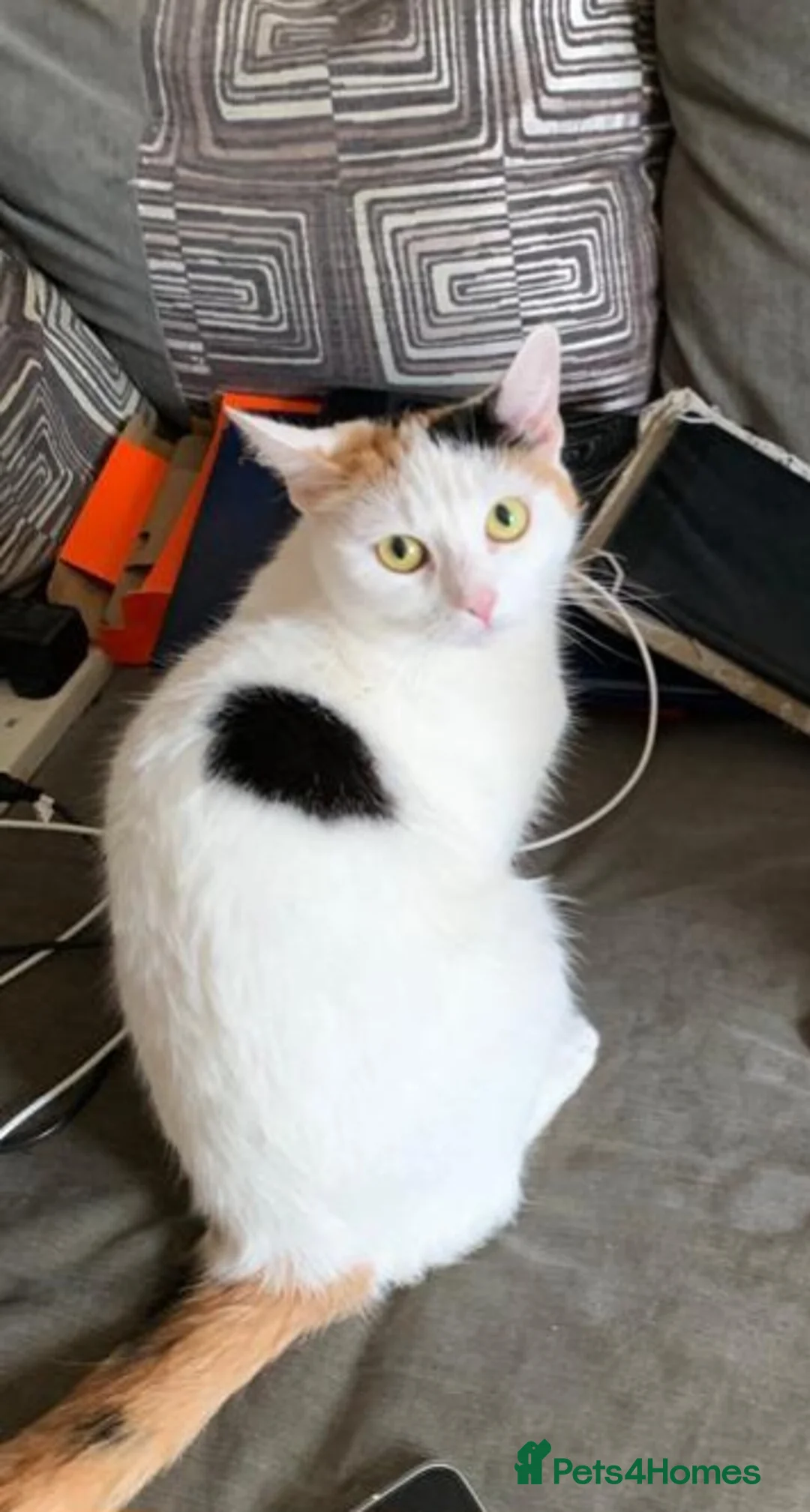 Mixed Breed cats for sale: 5 yr old cat  **  in Glasgow - Advert 2