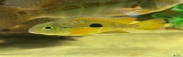 Cichlids fish for sale: American Cichlids for sale in Plymouth - Advert 2