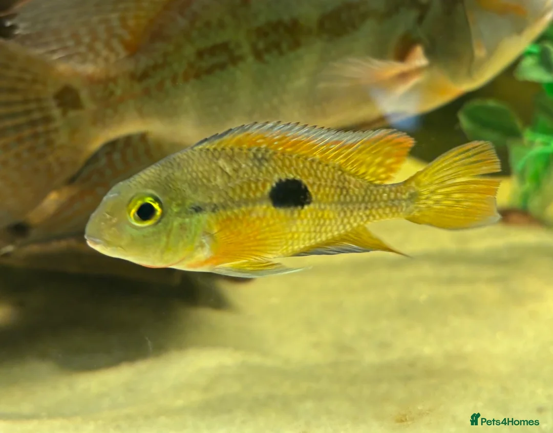 Cichlids fish for sale: American Cichlids for sale in Plymouth - Advert 2
