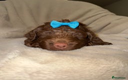 Cockapoo dogs for sale: F1 Cockapoo puppies  - Image 10