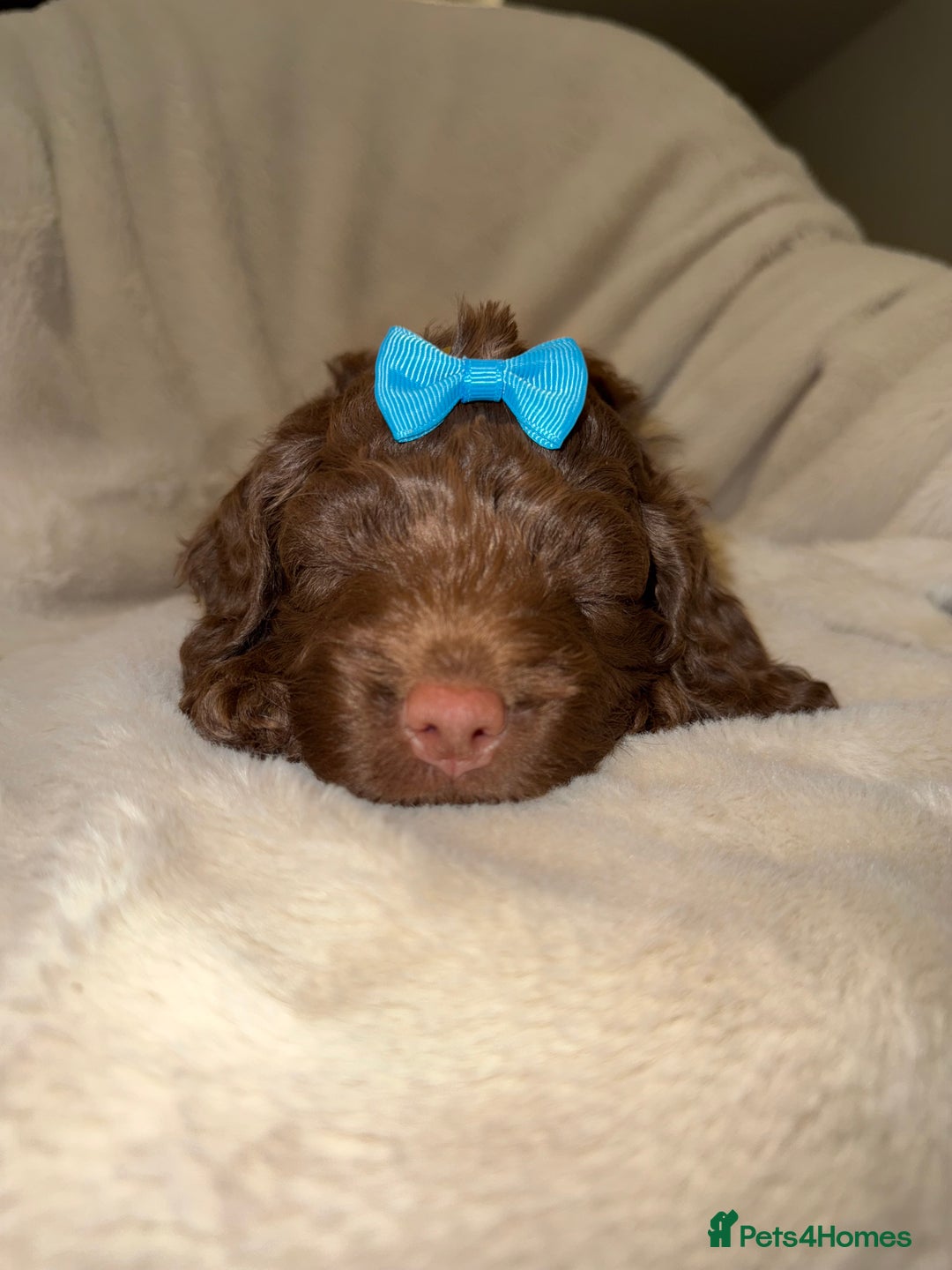 Cockapoo dogs for sale: F1 Cockapoo puppies  - Image 10