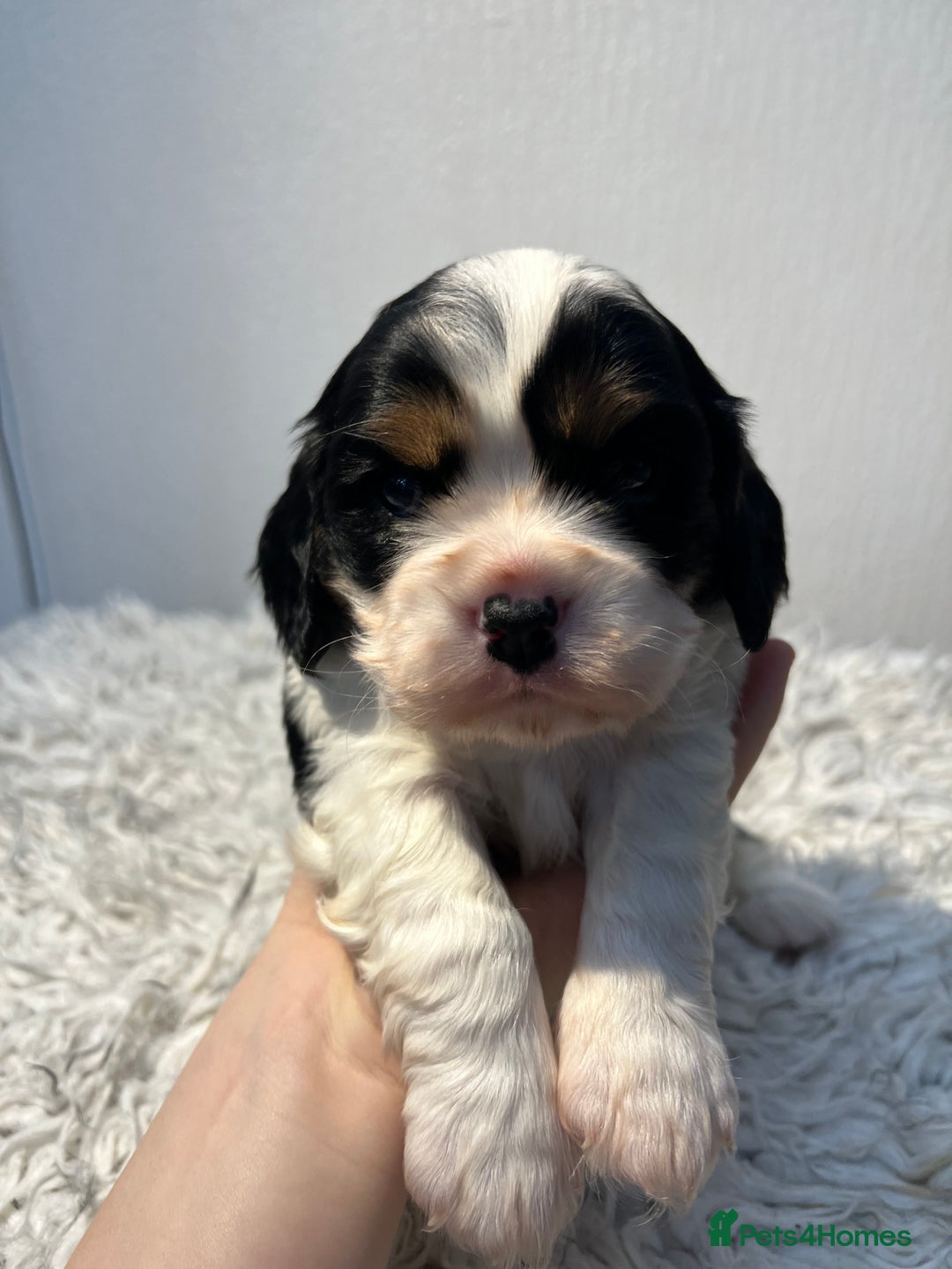 Cavalier King Charles Spaniel dogs for sale: Cavalier puppies  - Advert 6