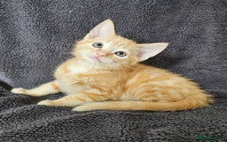 Maine Coon cats for sale: Kittens - Image 4