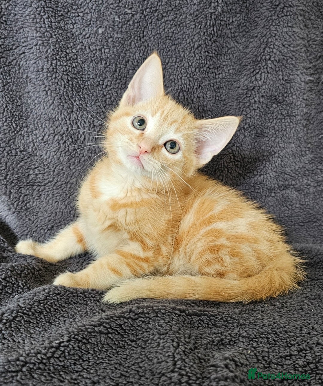 Maine Coon cats for sale: Kittens - Image 4