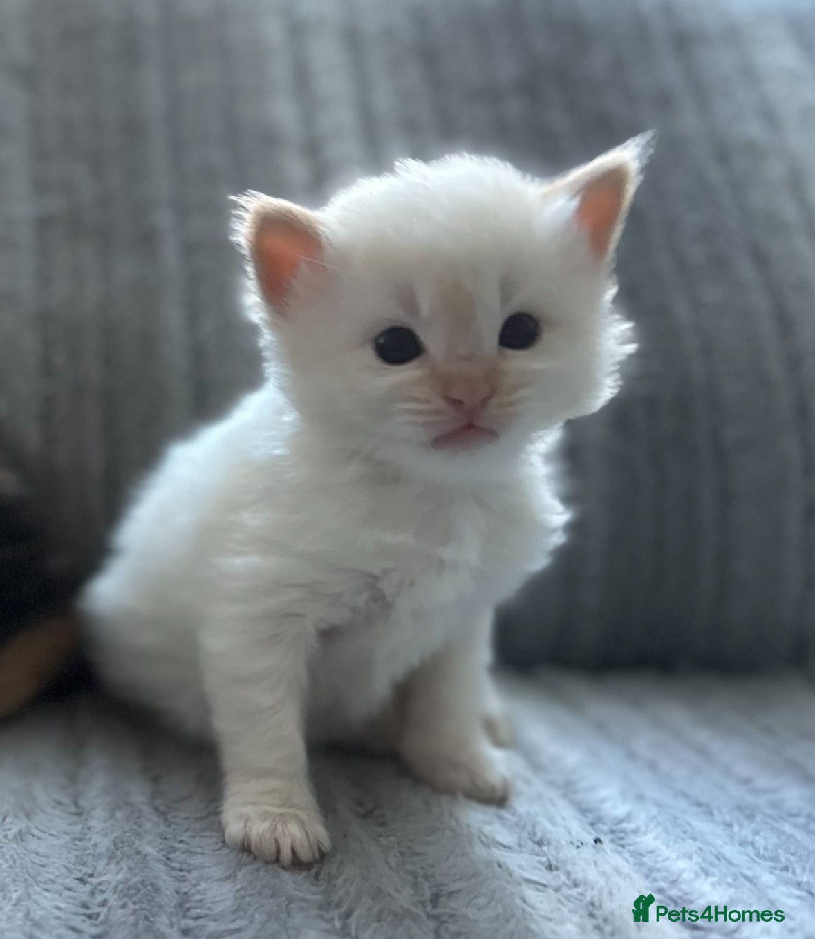 Ragdoll cats Ragdoll furry mix 🥰 (boy available) - Advert 18