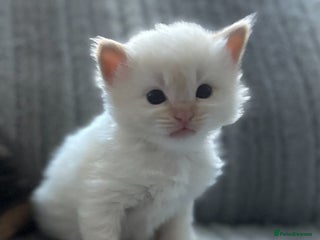 Ragdoll cats Ragdoll furry mix 🥰 (boy available) - Advert 16