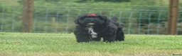 Cockapoo dogs for sale: Stunning Cockapoo Puppies  - Advert 8
