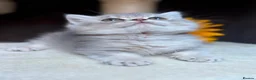 British Longhair cats for sale: PURE TICA BRITISH SHORTHAIR & LONGHAIR KITTENS  - Advert 16