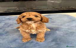 Cockapoo dogs for sale: F1 Cockapoos - Image 5