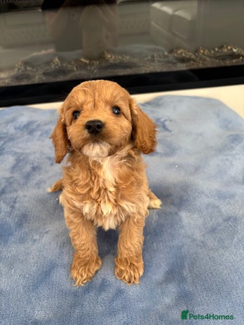 Cockapoo dogs - Advert 8