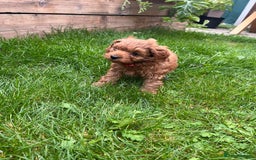 Cockapoo dogs for sale: F1b Cockapoo Puppies Ready Soon for Loving Homes - Image 29