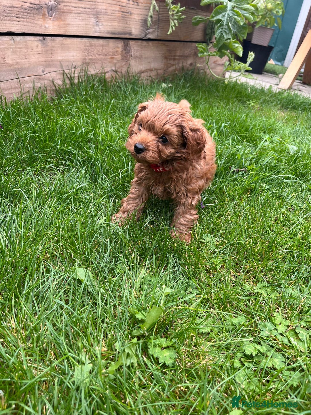 Cockapoo dogs for sale: F1b Cockapoo Puppies Ready Soon for Loving Homes - Image 29