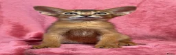 Abyssinian cats for sale: Beautiful GCCF Registered Abyssinian Kittens 💙❤️ - Advert 22