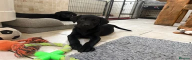 Labrador Retriever 5