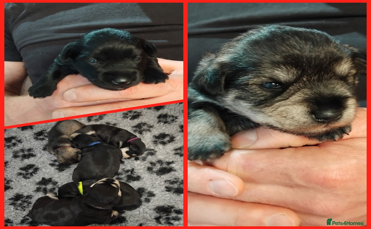 Miniature Schnauzer dogs - Advert 5