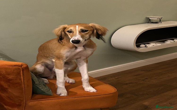 Saluki dogs - Advert 1