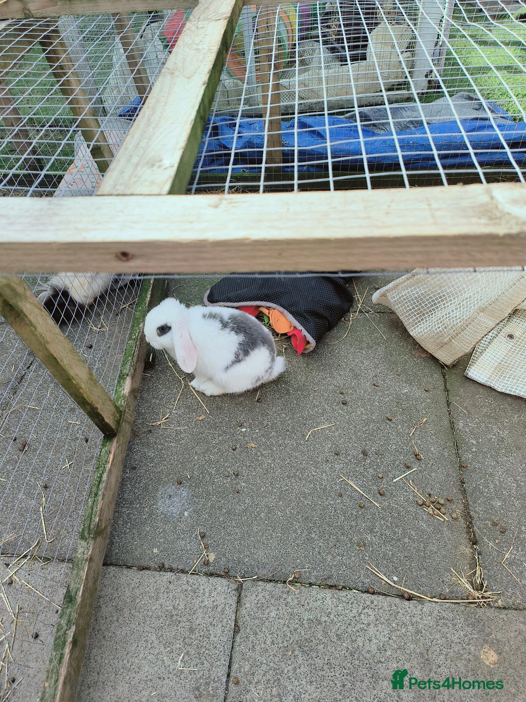 Mini Lop rabbits for sale: mini lop doe - Image 1