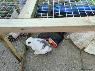 Mini Lop rabbits - Advert 16