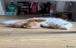Persian cats for sale: Half Persian 3 Boys and 1 Girl  - Image 16