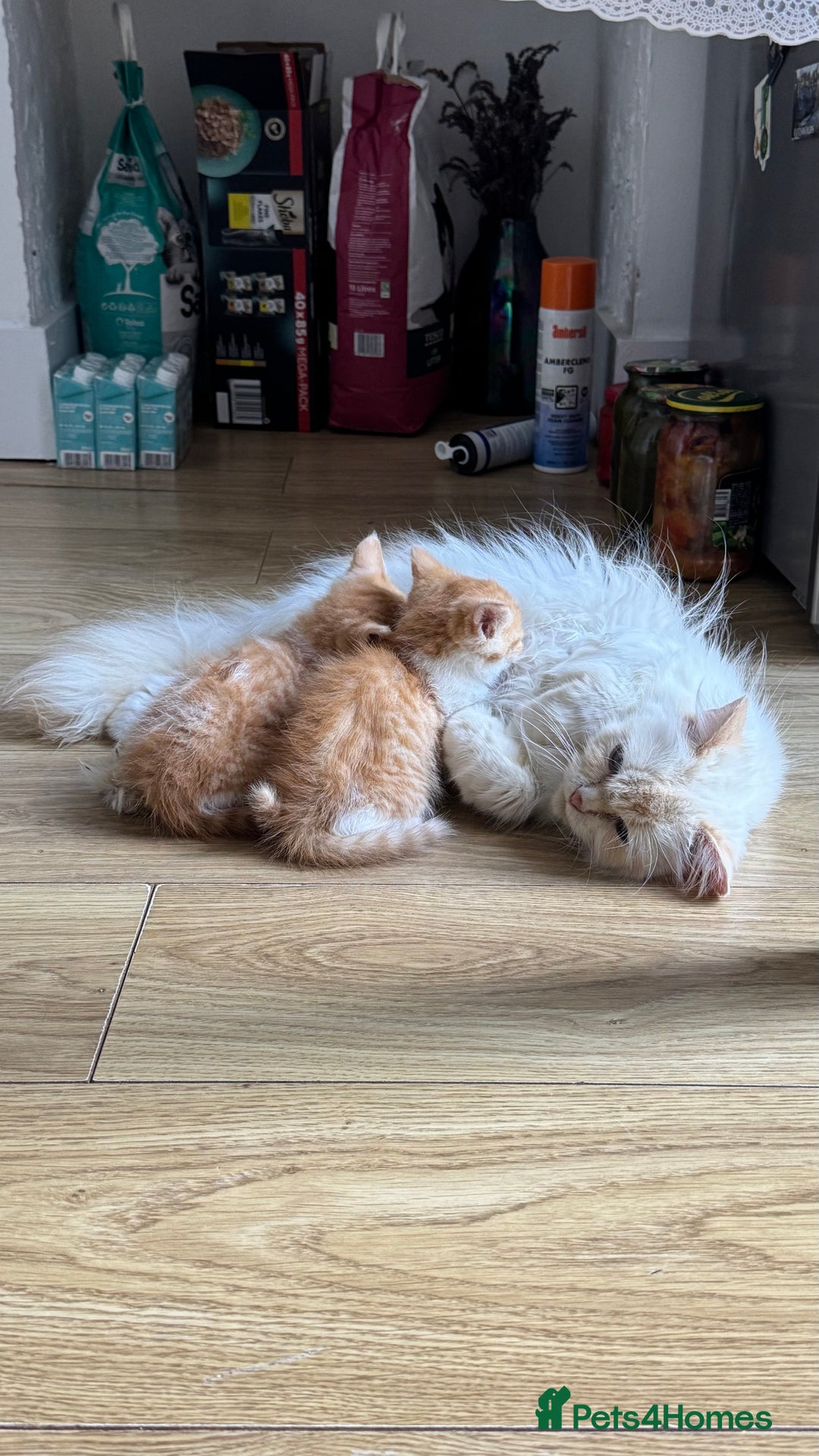 Persian cats for sale: Half Persian 3 Boys and 1 Girl  - Image 16