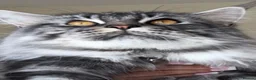 Maine Coon cats for stud: Beautiful main coon stud muffin in Smethwick - Advert 3