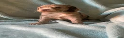 Cockapoo dogs for sale: BEAUTIFUL F2 COCKAPOO PRA CLEAR - Advert 31