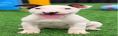 English Bull Terrier female 4