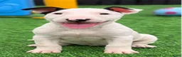 Bull Terrier dogs for sale: Beautiful English bull terrier female puppy  - Advert 13