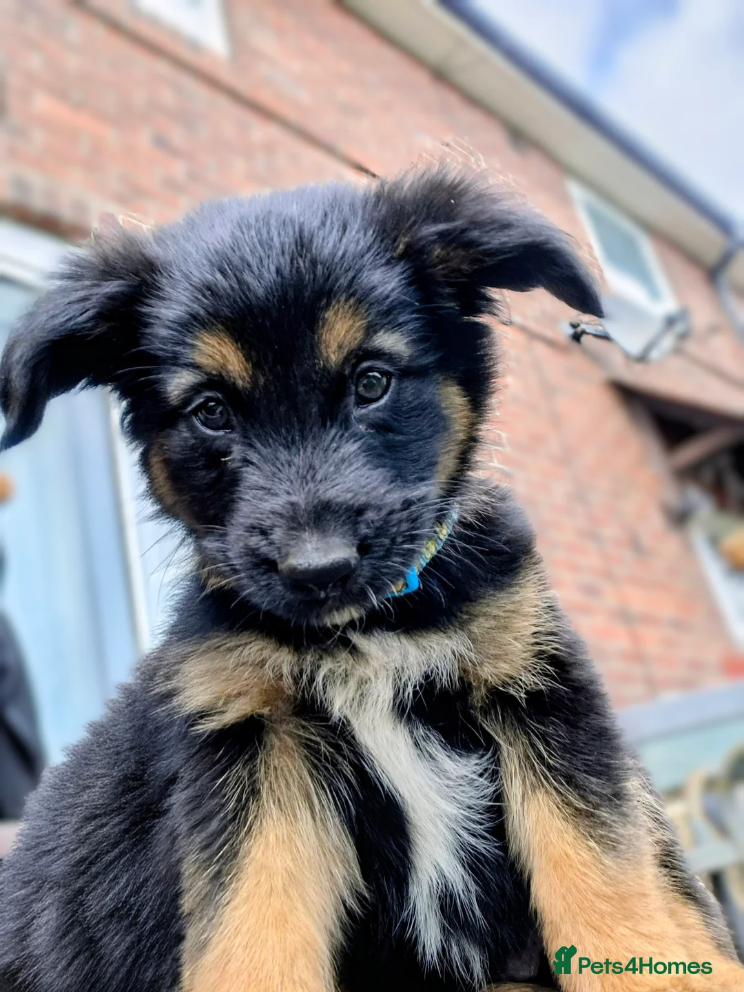 Mixed Breed dogs for sale: German shepherd/husky/springer cross puppies  - Advert 2
