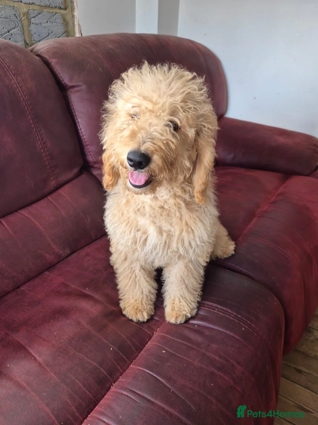 Mini Goldendoodle dogs for sale: Goldendoodle F1 apricot girl available  - Advert 1
